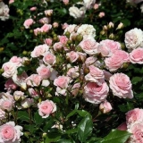 Kako i kako oploditi ruže tokom perioda cvatnje ljeti: vrijeme, nar...